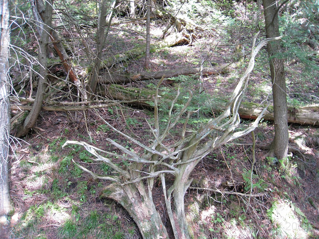Mackinaw Island Area May 2008 1258.jpg - May 24 2008 a trip to Mackinac City for a 5 M race and a visit to Mackinac Island. A day to the UP, Paradise, Whitefish Point and Tahquamen Falls. This was followed by trips to Petoskey and Charlevoix.